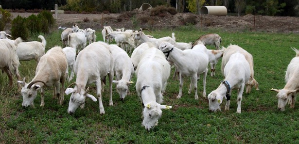 keçi üreticileri, orköy saanen keçi, orman genel müdürlüğü, orman köy ilişkileri daire başkanlığı, Saanen keçisi yetiştiricilerine kredi