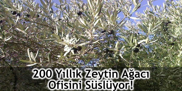200 Yıllık Zeytin Ağacı Ofisini Süslüyor!