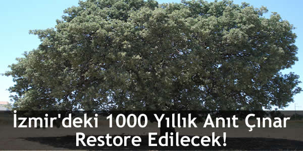 İzmir’deki 1000 Yıllık Anıt Çınar Restore Edilecek!
