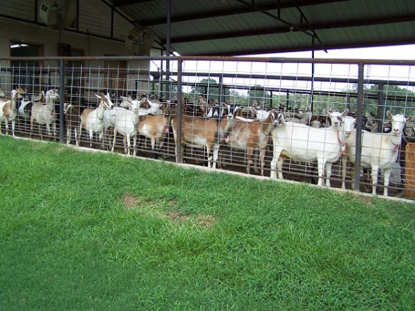 Koyun Keçi Hayvancılığı, Minumum 200 Adet Baş İle Yapılmalıdır!