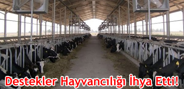 Destekler Hayvancılığı İhya Etti!