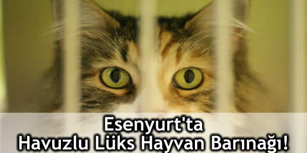 Esenyurt’ta Havuzlu Lüks Hayvan Barınağı!