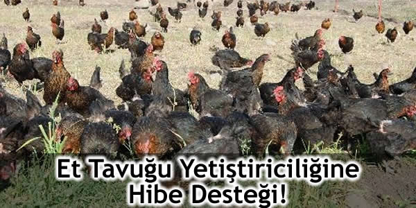 Et Tavuğu Yetiştiriciliğine Hibe Desteği!