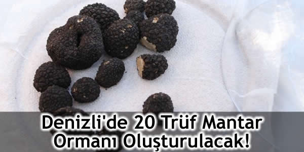 Denizli’de 20 Trüf Mantar Ormanı Oluşturulacak!