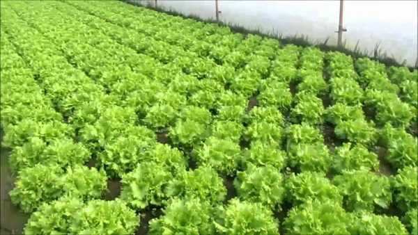 Hazır Seralar ile Marul Üretimine Yatırım Çok Kazandırıyor hazir-seralar-ile-marul-uretimine-yatirim-cok-kazandiriyor