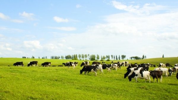 Hayvan Üretimi Yetersiz Kaldı, İthalata 4.4 Milyar Dolar Harcadık