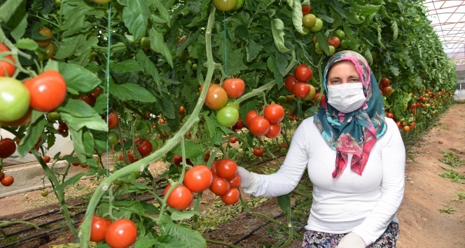 Herkes Eve Kapandı Onların İş Yükü Arttı, Bebekleriyle Seralara Taşındılar Herkes eve kapandı onların iş yükü arttı, bebekleriyle seralara taşındılar