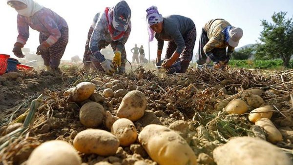 Virüs Yüzünden Tarımda Tehlike Çanları Çalıyor Virüs Yüzünden Tarımda Tehlike Çanları Çalıyor