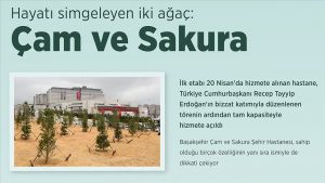 Hayatı Simgeleyen İki Ağaç: “Çam ve Sakura”